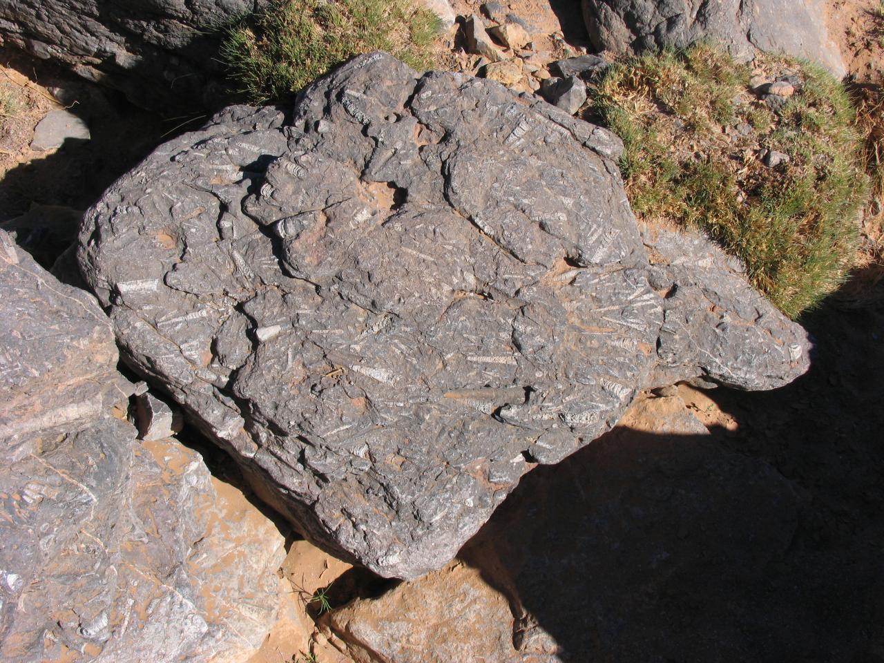 Fossiles Serdghar